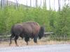 PICTURES/Yellowstone National Park - Day 3/t_Buffalo Poser.JPG